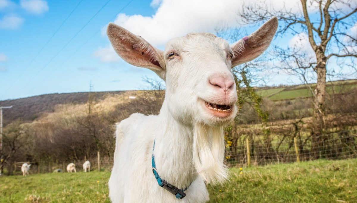 Eat Goat Dairy | Chuckling Goat