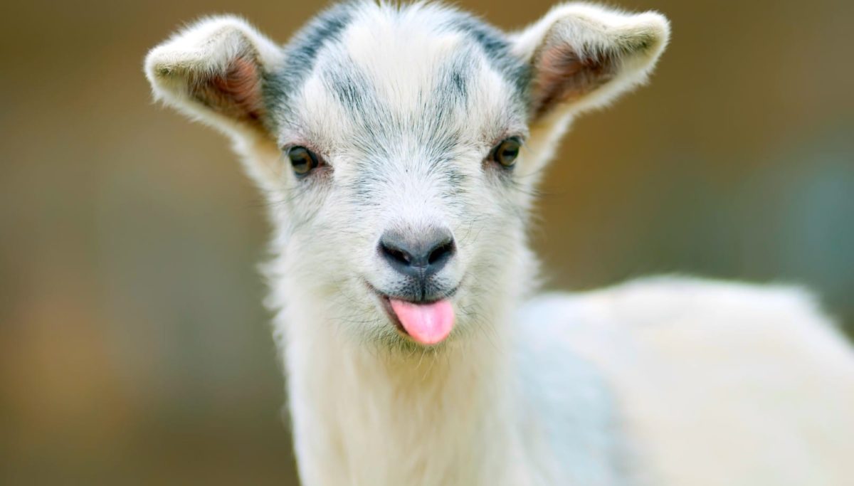 How to settle an upset tummy - naturally. | Chuckling Goat