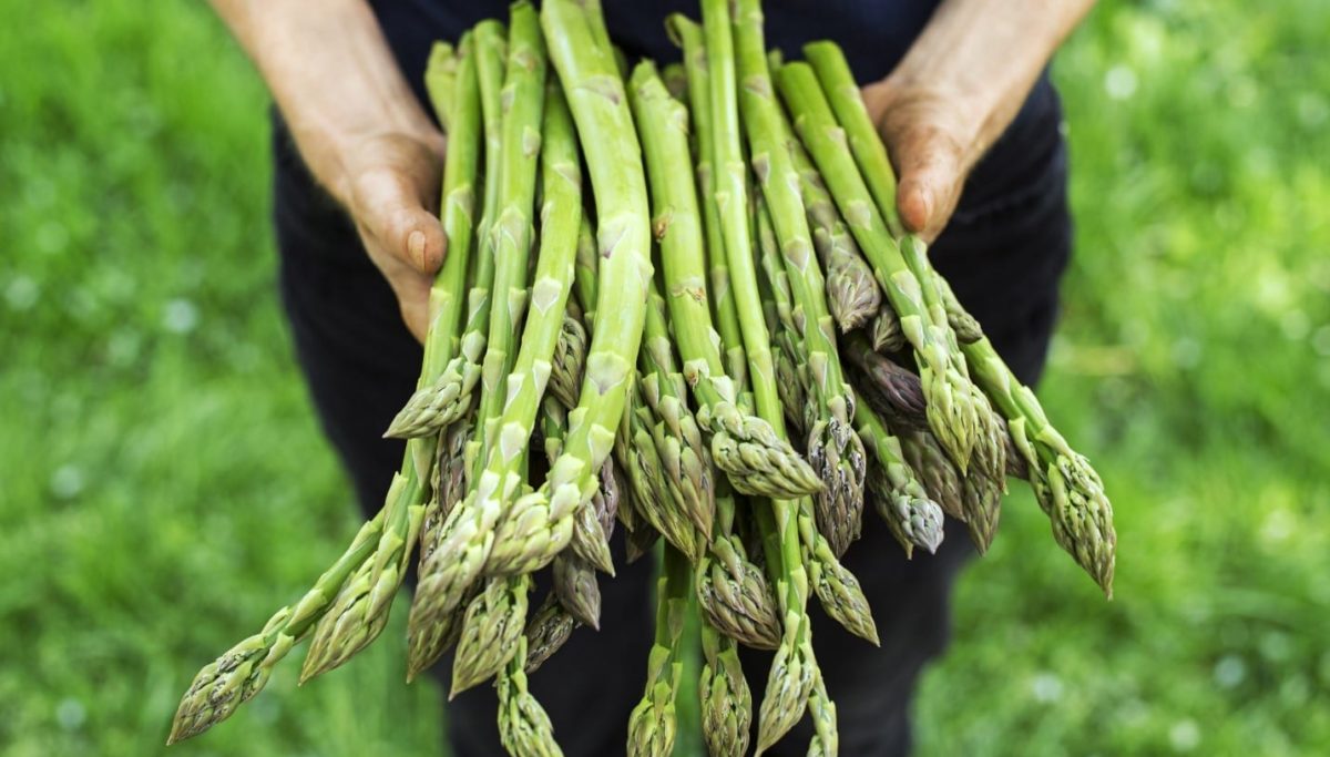 The supplement you need for good gut health - that you're probably not taking! | Chuckling Goat