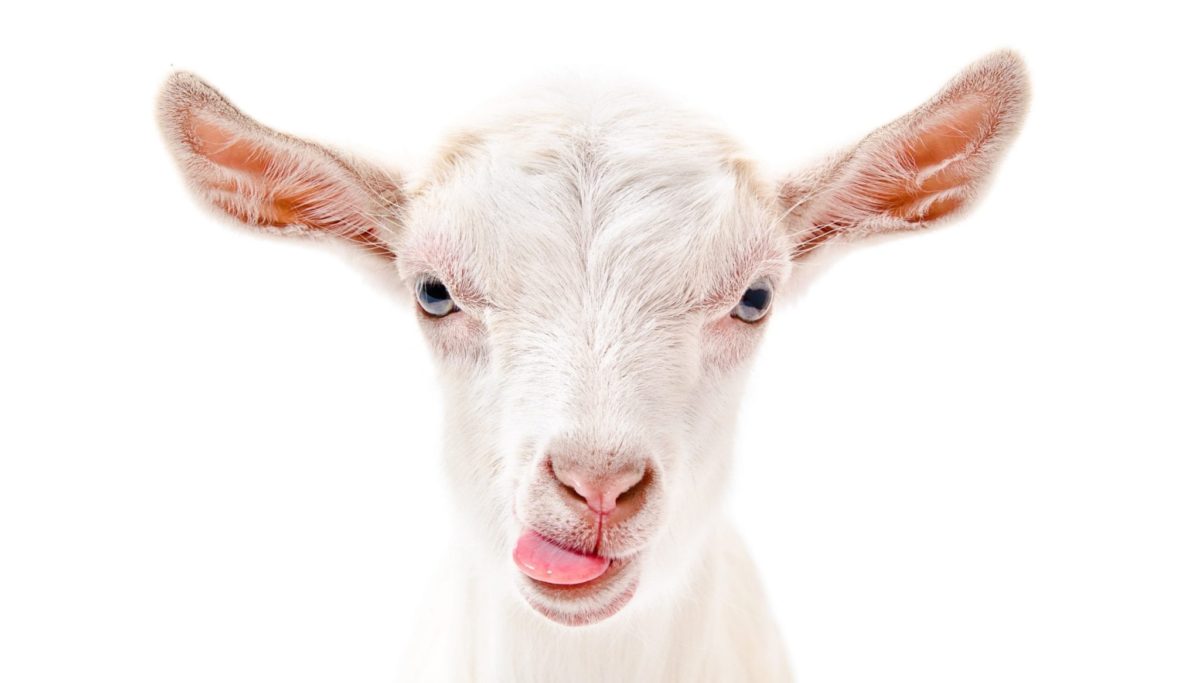 Kefir - what’s it all about? | Chuckling Goat