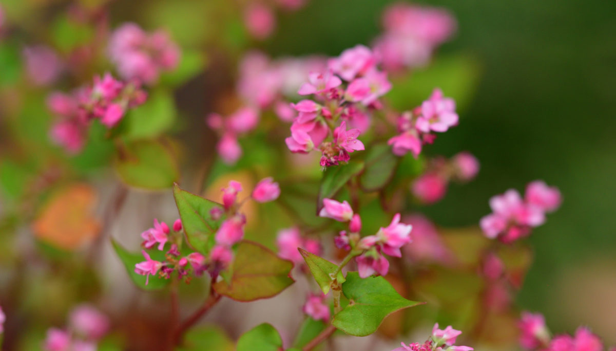 4 reasons to add buckwheat into your diet | Chuckling Goat