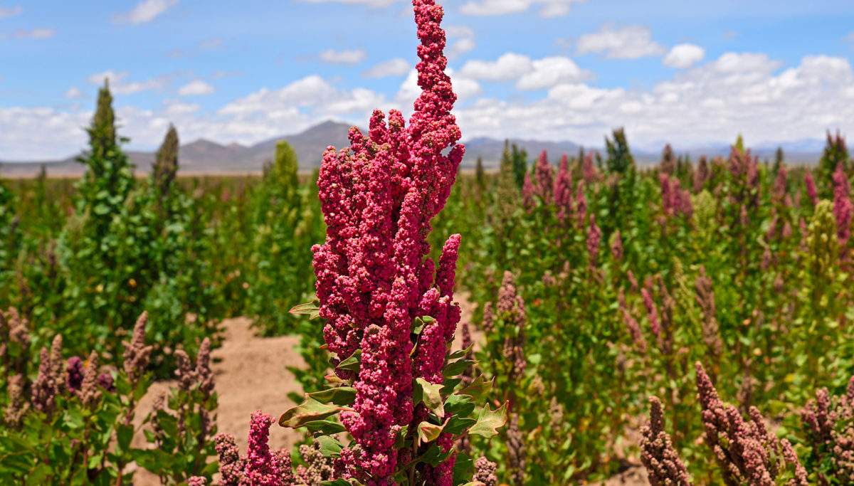 5 reasons to add quinoa into your diet! | Chuckling Goat