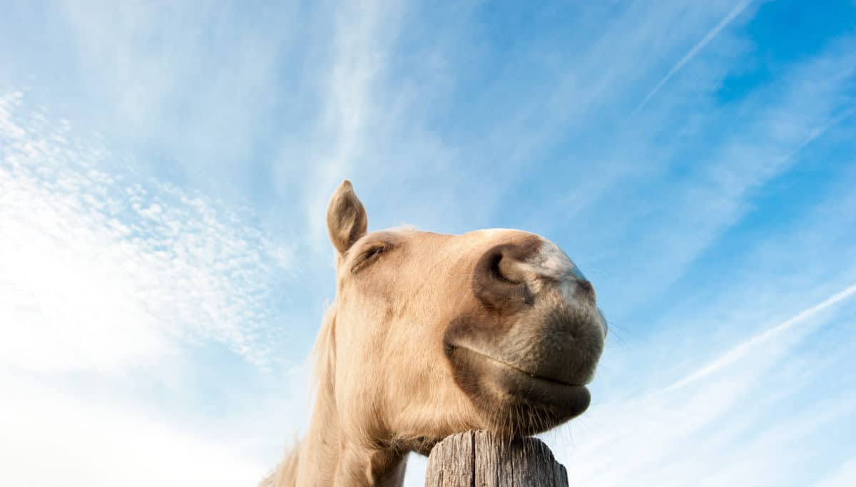 8 natural ways you can reduce high blood pressure! | Chuckling Goat