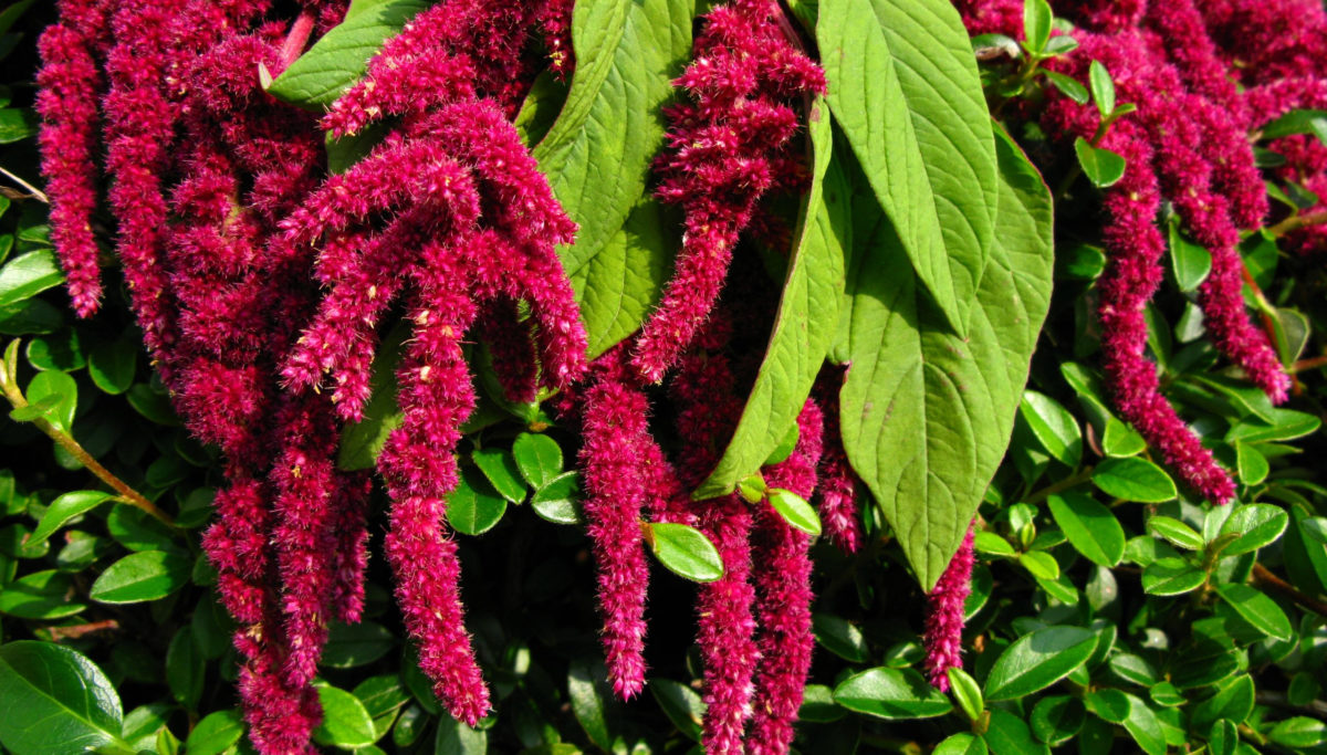5 health benefits of amaranth! | Chuckling Goat