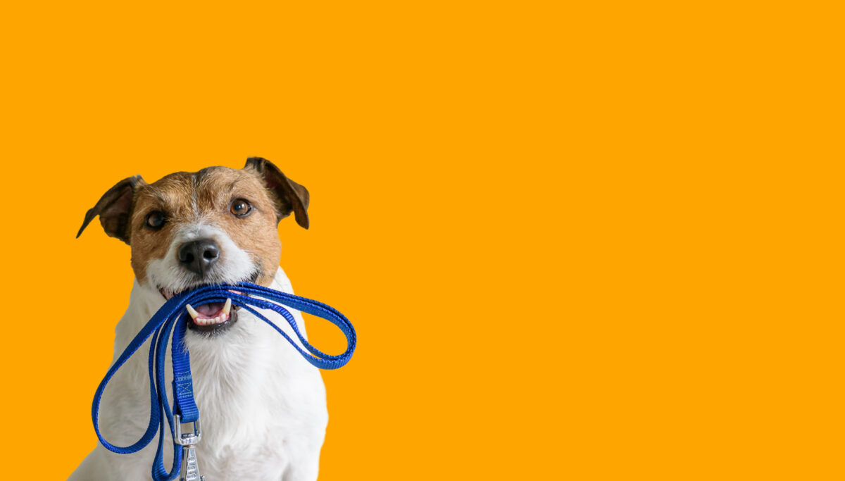 Should you consider an under-desk walking pad? Here's what you need to know! | Chuckling Goat