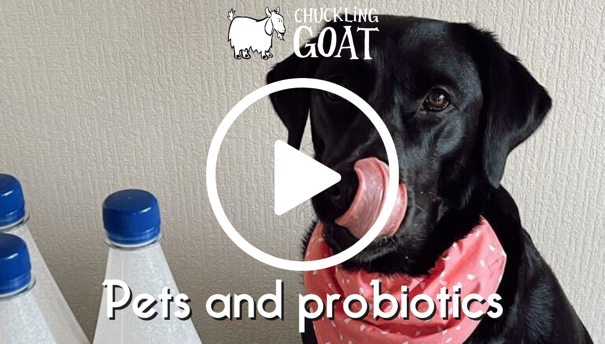 Pets and probiotics | Chuckling Goat