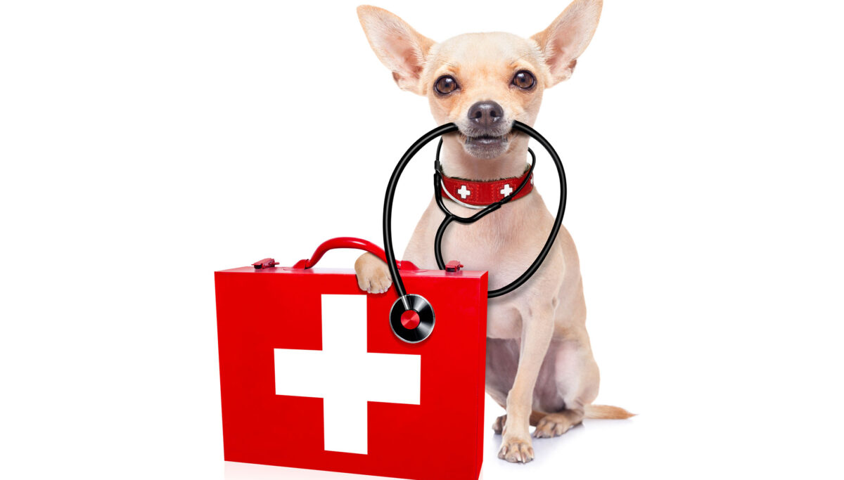 CG First Aid Kit - Constipation | Chuckling Goat