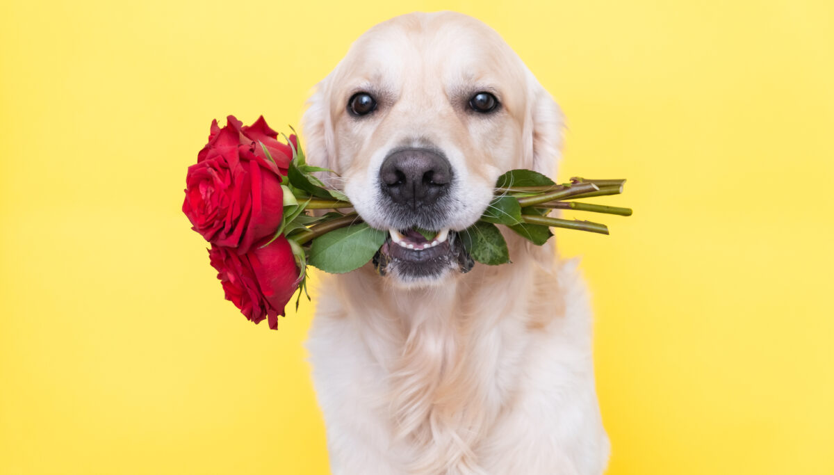 The dog holds a bouquet of roses in his mouth. Golden retriever sits on a yellow background with flowers. Postcard for birthday, wedding, Valentine's Day, March 8.