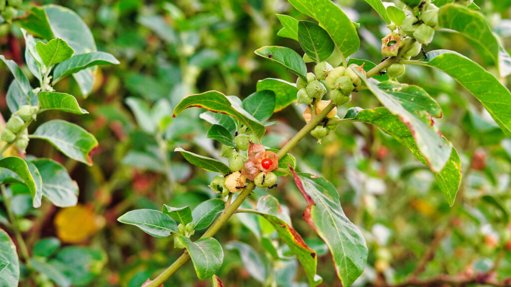 Everything you need to know about Ashwagandha! | Chuckling Goat