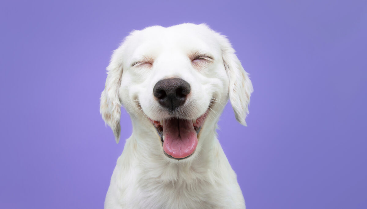 Adapting to stress with Ashwagandha | Chuckling Goat