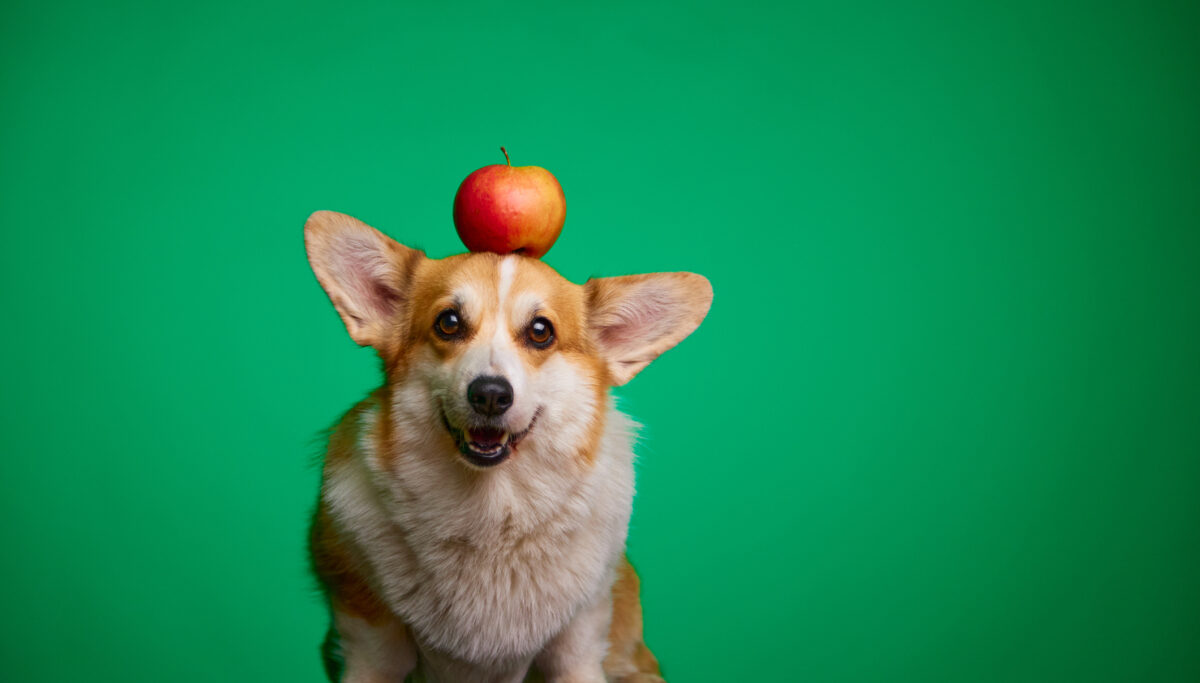 The benefits of apple cider vinegar | Chuckling Goat