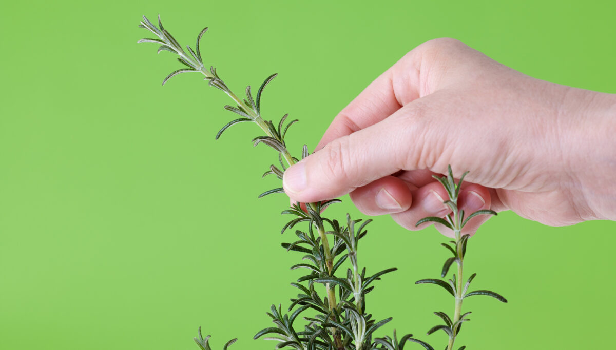 My favourite essential oil, and why... | Chuckling Goat