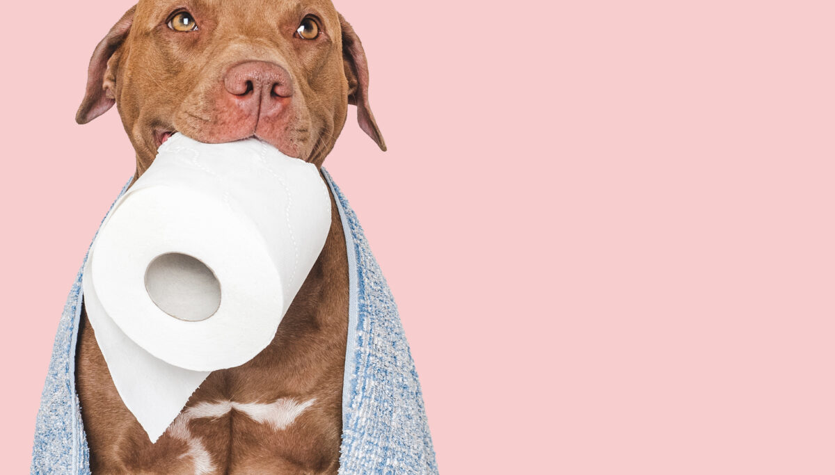 6 top tips for dealing with diarrhoea | Chuckling Goat