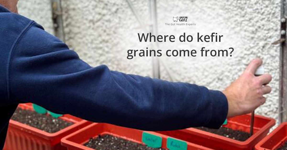 Image of Chuckling Goat staff member working with soil outdoors as part of kefir trials. Captioned Where do Kefir Grains Come From?