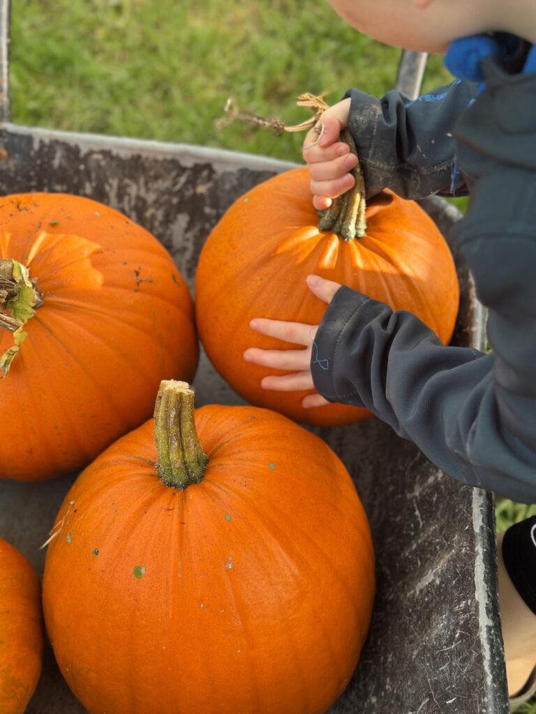 Little hands, BIG pumpkins π | Chuckling Goat