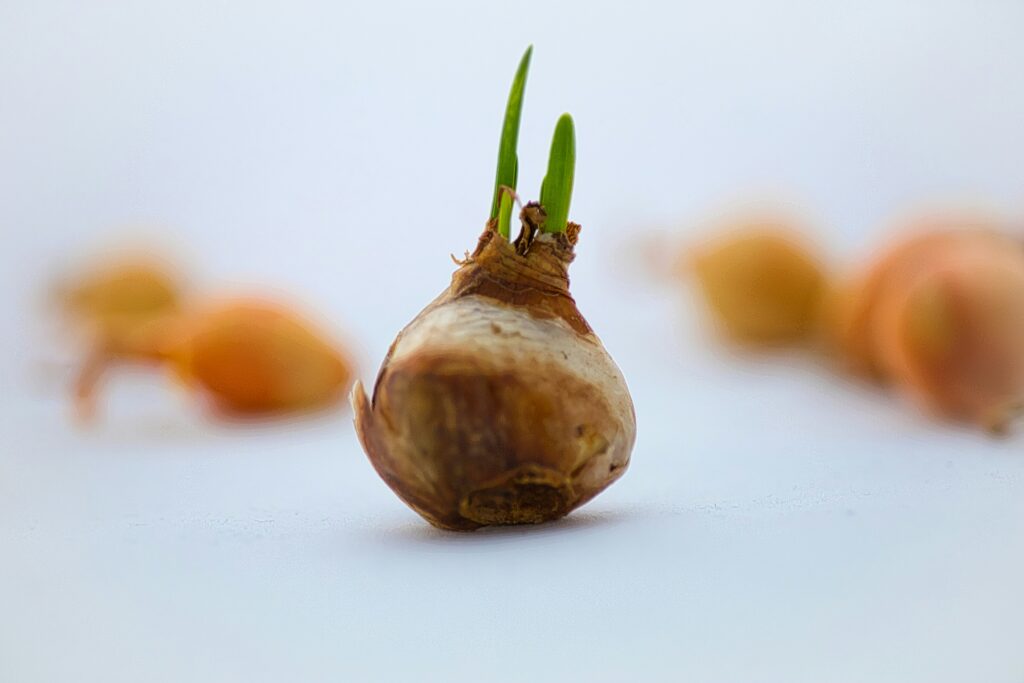 Bulb-ness - and how it makes me happy when the situation isn't! | Chuckling Goat