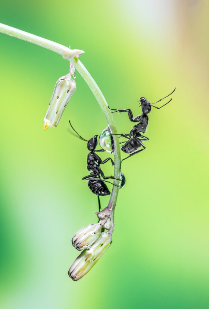 Saving Rich Part 3 - Or, What is the 26th Ant? | Chuckling Goat